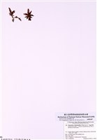 藏品(旋花藻)的圖片